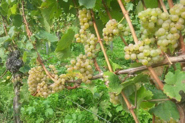 10 věcí, které byste měli vědět o odrůdě Ryzlink rýnský