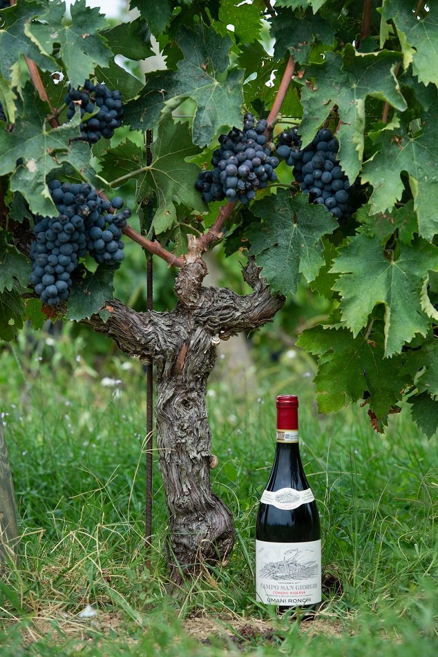 Lehčí červená vína s nižším alkoholem