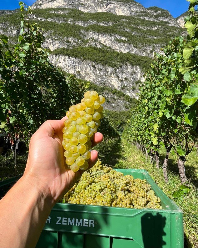 Pinot blanc: Podceňovaná burgundská odrůda