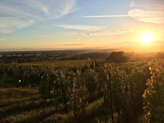 Degustace: Alsasko a Bordeaux 24.9.